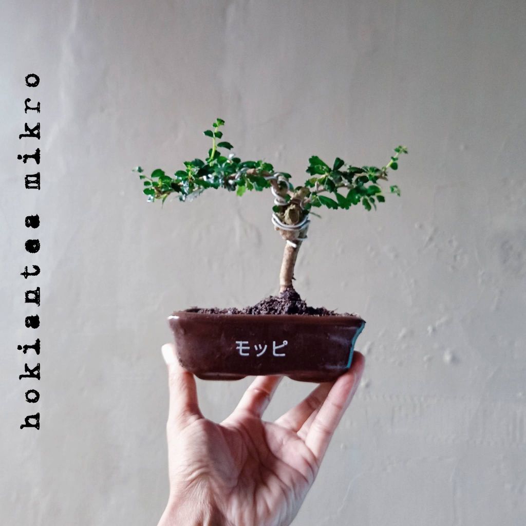 BONSAI HOKIANTEA MIKRO  DIKIRIM SESUAI FOTO