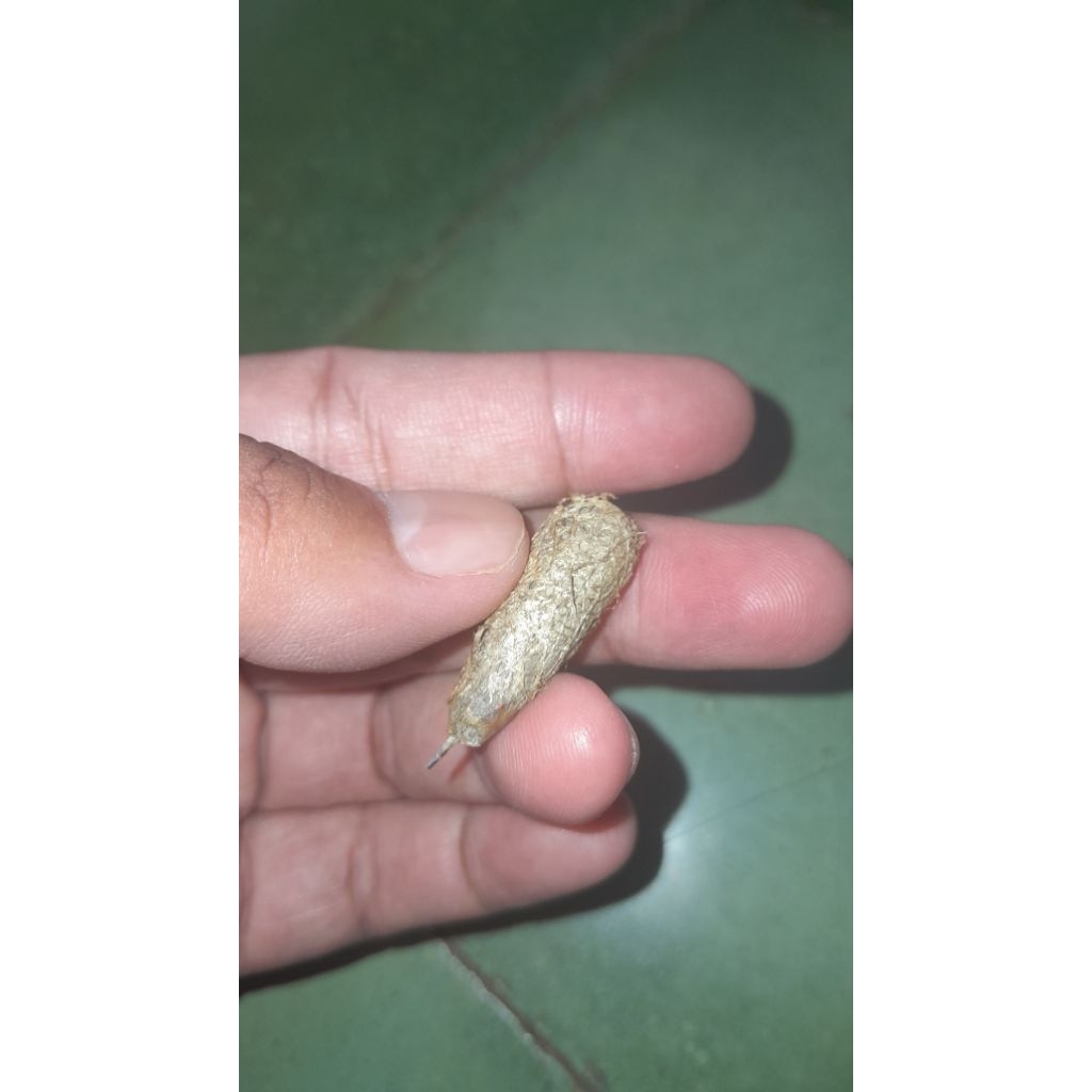 kepompong sutra emas