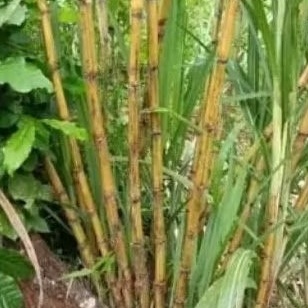 Tebu Kuning Manis Segar 1kg, Siap untuk Dikonsumsi atau Dijadikan Bibit