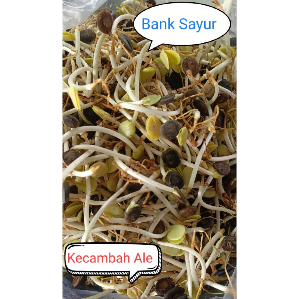Kecambah Ale / Sayur Ale Segar