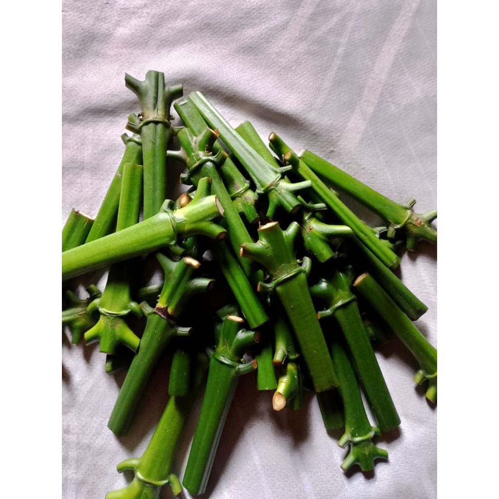 13 stek entres raja kopi Arsyad klon Bagio