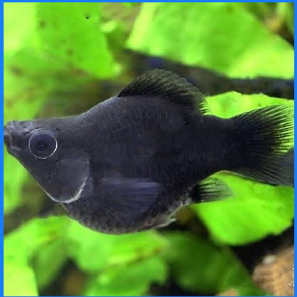 molly balon black/molly hitam balon hiasan akuarium