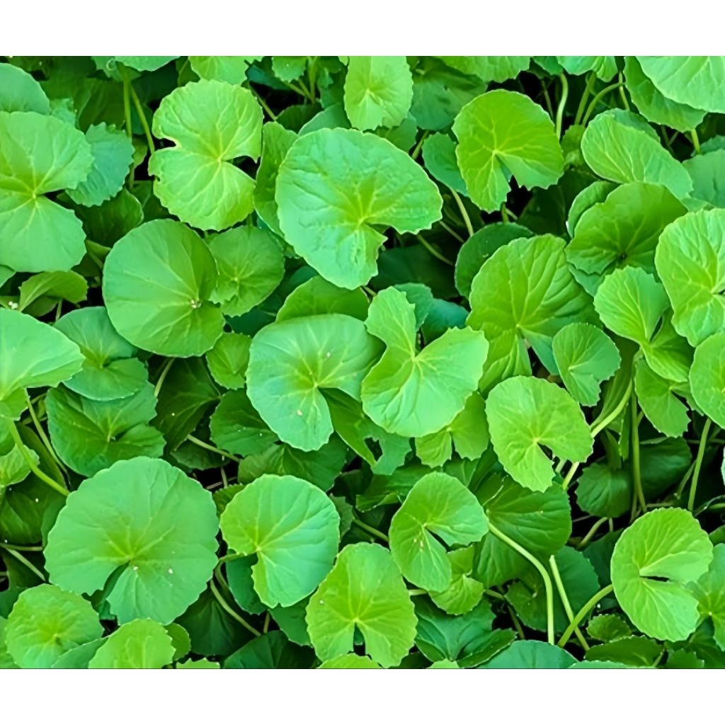 Daun Pegagan Segar Daun Tapak Kuda Antanan Merah Fresh 250 Gram