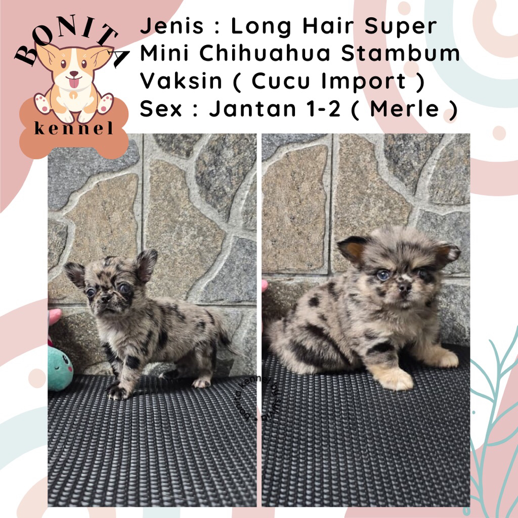 Long Hair Merle Chihuahua Stambum Anak Anjing Chihuahua Jantan Betina