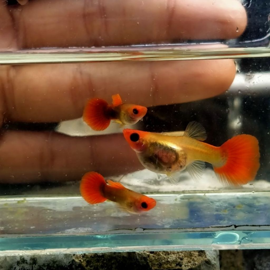 tanaman air guppy tuxedo koi short body glass belly