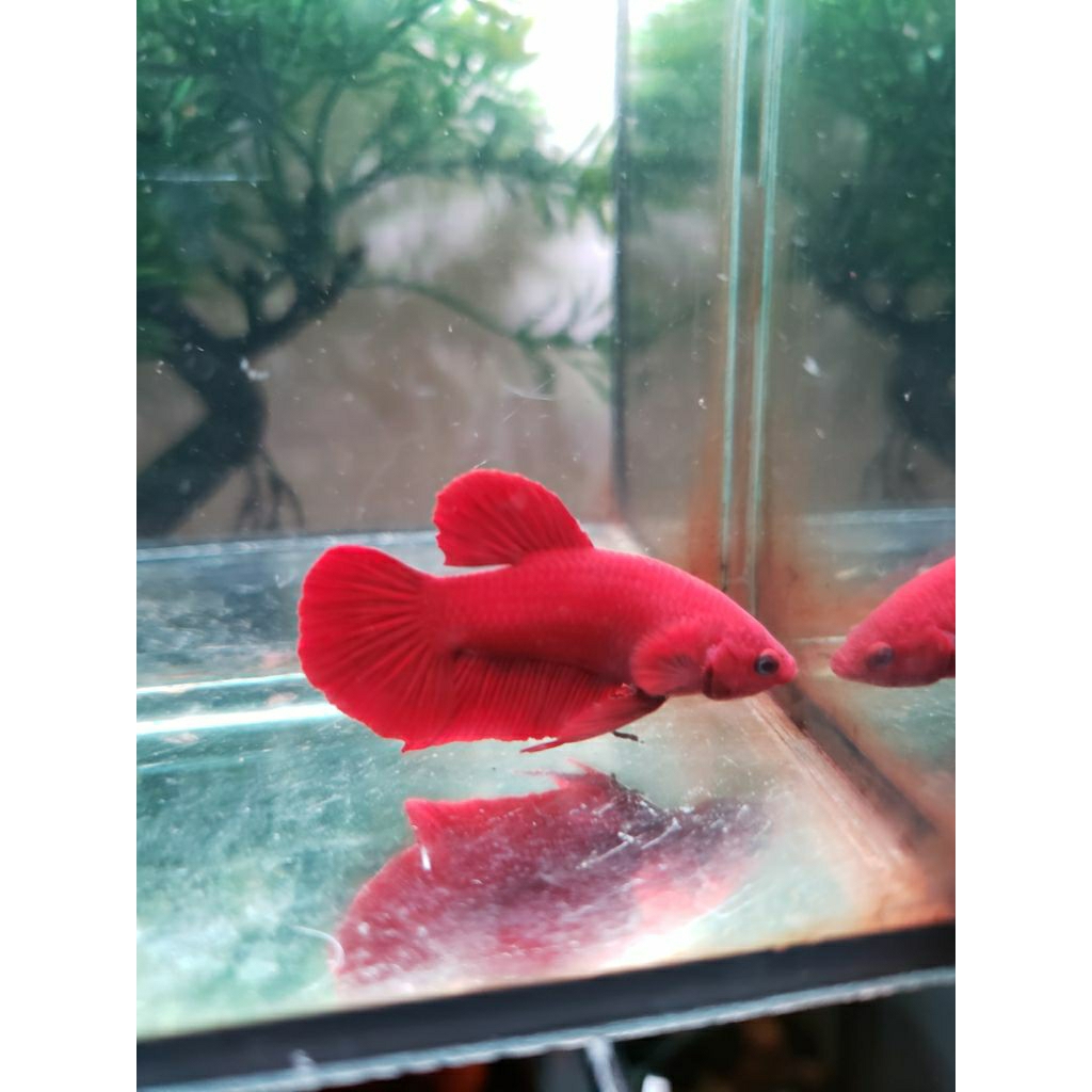 Ikan Cupang HMPK Super Red Jantan - Warna Merah Solid, Bentuk Ekor Indah, Ukuran Medium