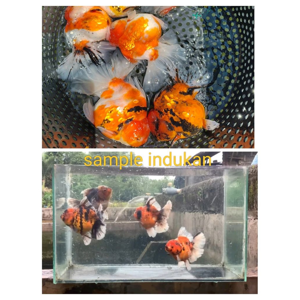 baby ikan koki oranda pw rostail