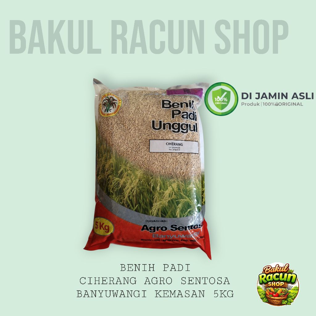 BIBIT PADI CIHERANG AGRO SENTOSA KEMASAN 5KG Original Banyuwangi