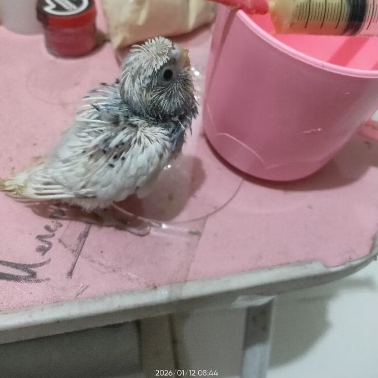 Parkit Hagoromo Lolohan Jinak Anakan Hago Sakura Jepang