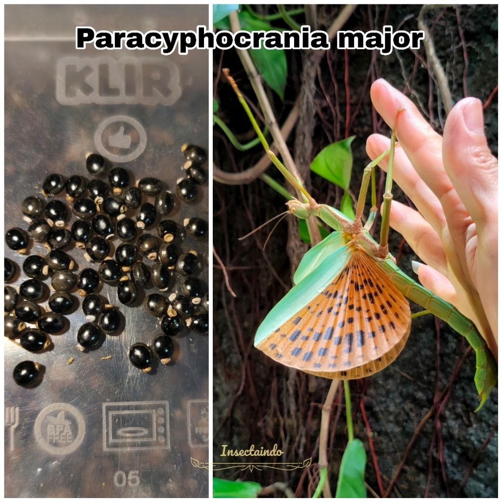 Belalang tongkat / stick insect P.major (ANAKAN)