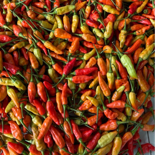 cabe rawit merah 1 Kg - cabe rawit merah segar