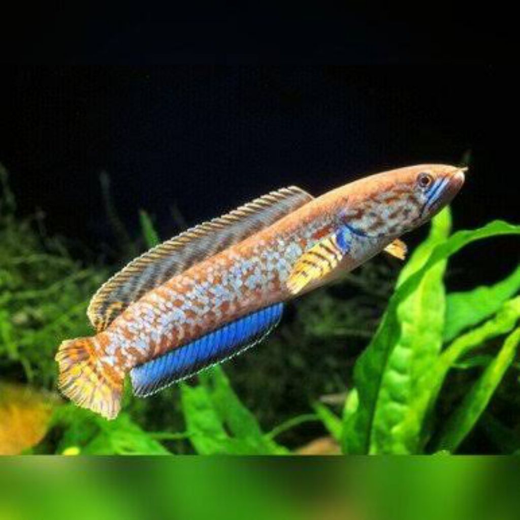 Cb auranti size 3-6 cm [2ekor]