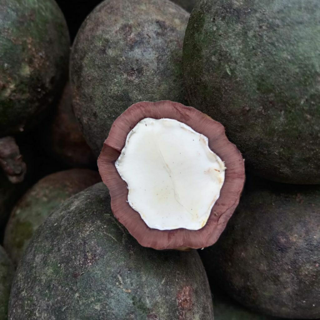 Muncang Adu Eti Karanje