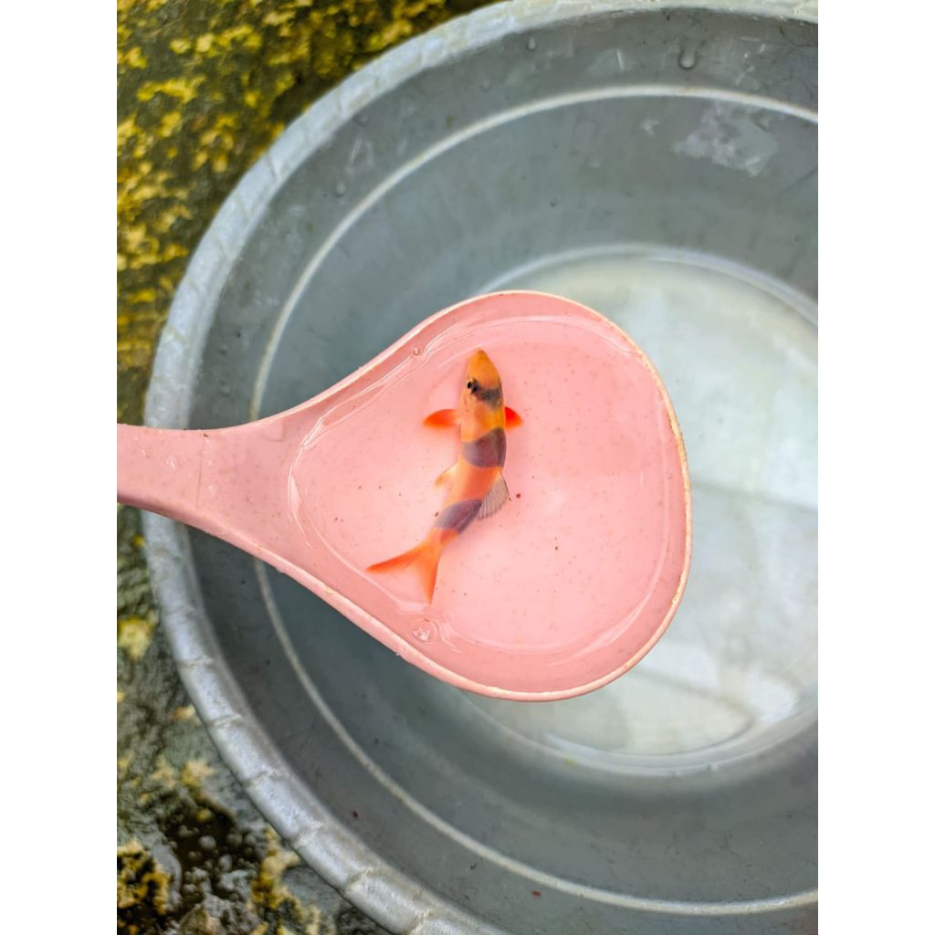 hiasan aquarium ikan hias Botia Kalimantan aquascape