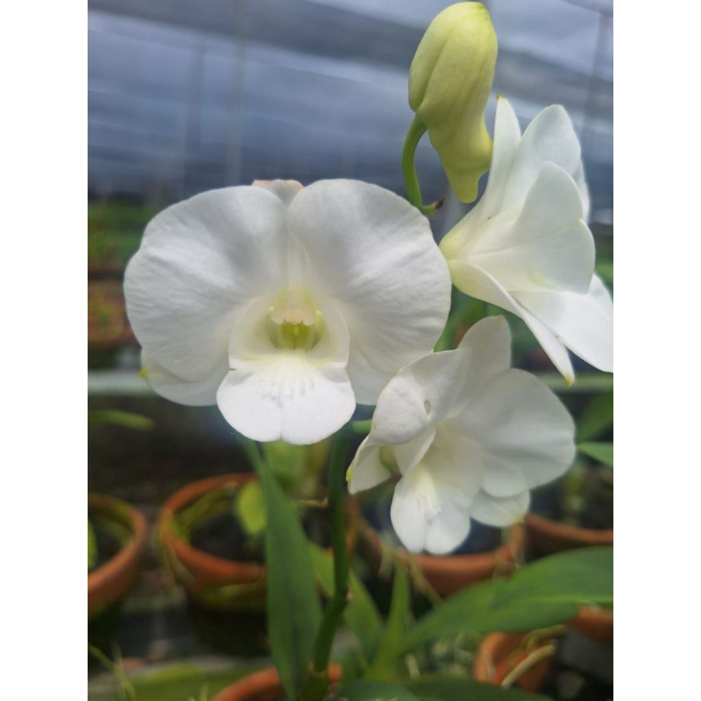 Anggrek dendro dewasa