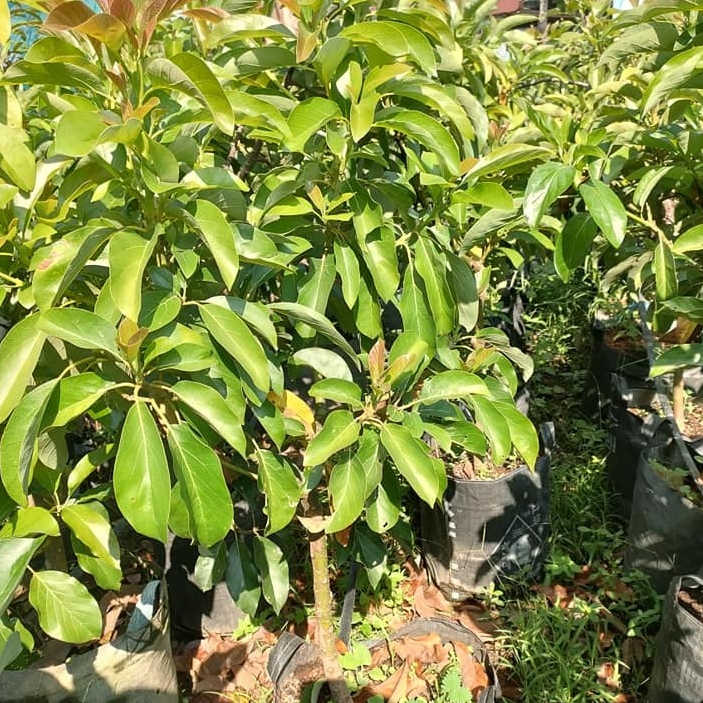 Bibit alpukat pluwang batang besar tinggi 2 meter packing kayu full media