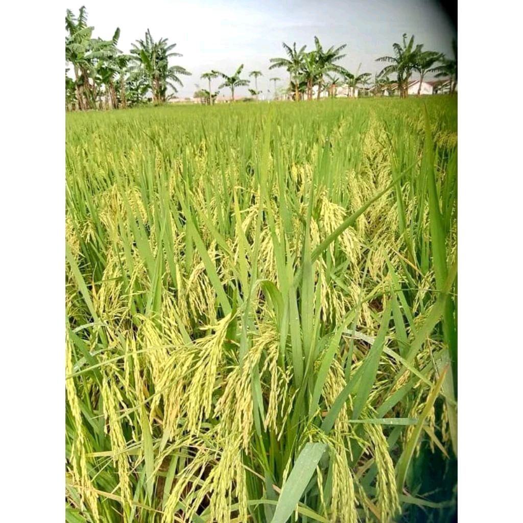 BENIH PADI M71D (BENIH PADI UMUR 60 HARI KEMASAN 1KG)