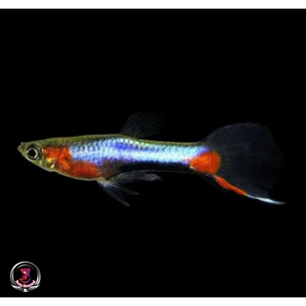 Hiasan Aquascape ENDLER BLUE STAR