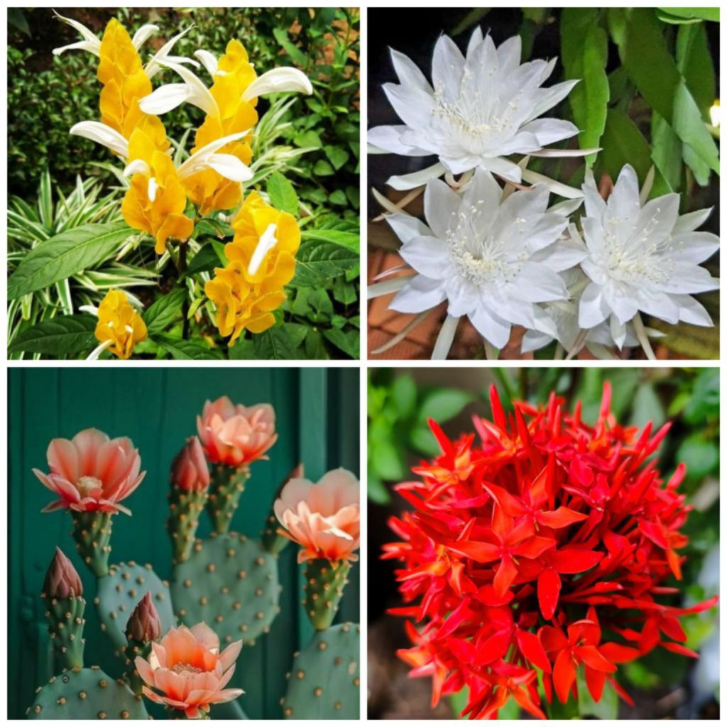 Paket Hemat 50 Ribu dapat 4 Jenis bunga - bunga asoka merah - bunga wijaya kusuma -bunga lolipop -bu