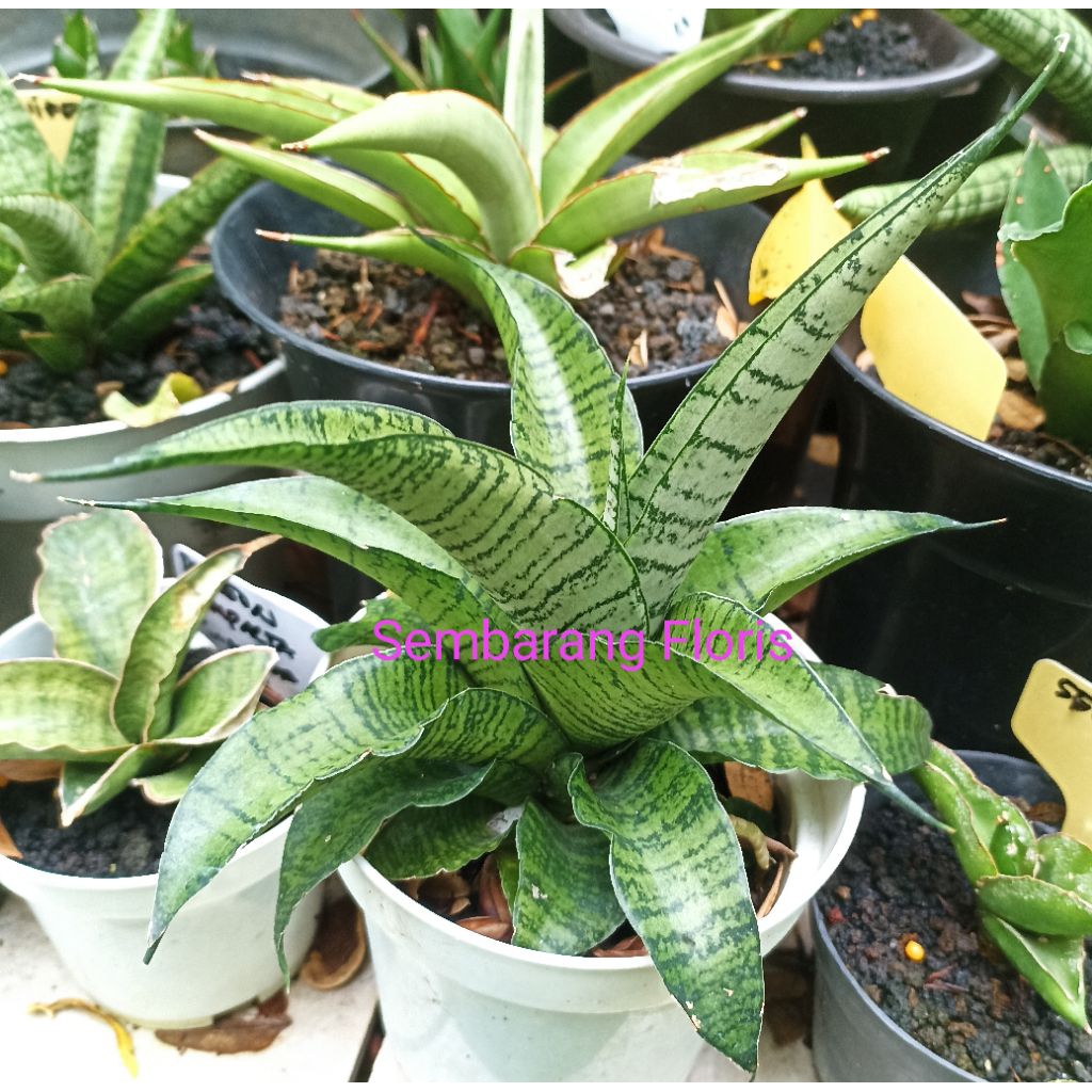 Sansevieria Spider Hybrid / Sansevieria Hybrid Spider/Fantastic Umbrella