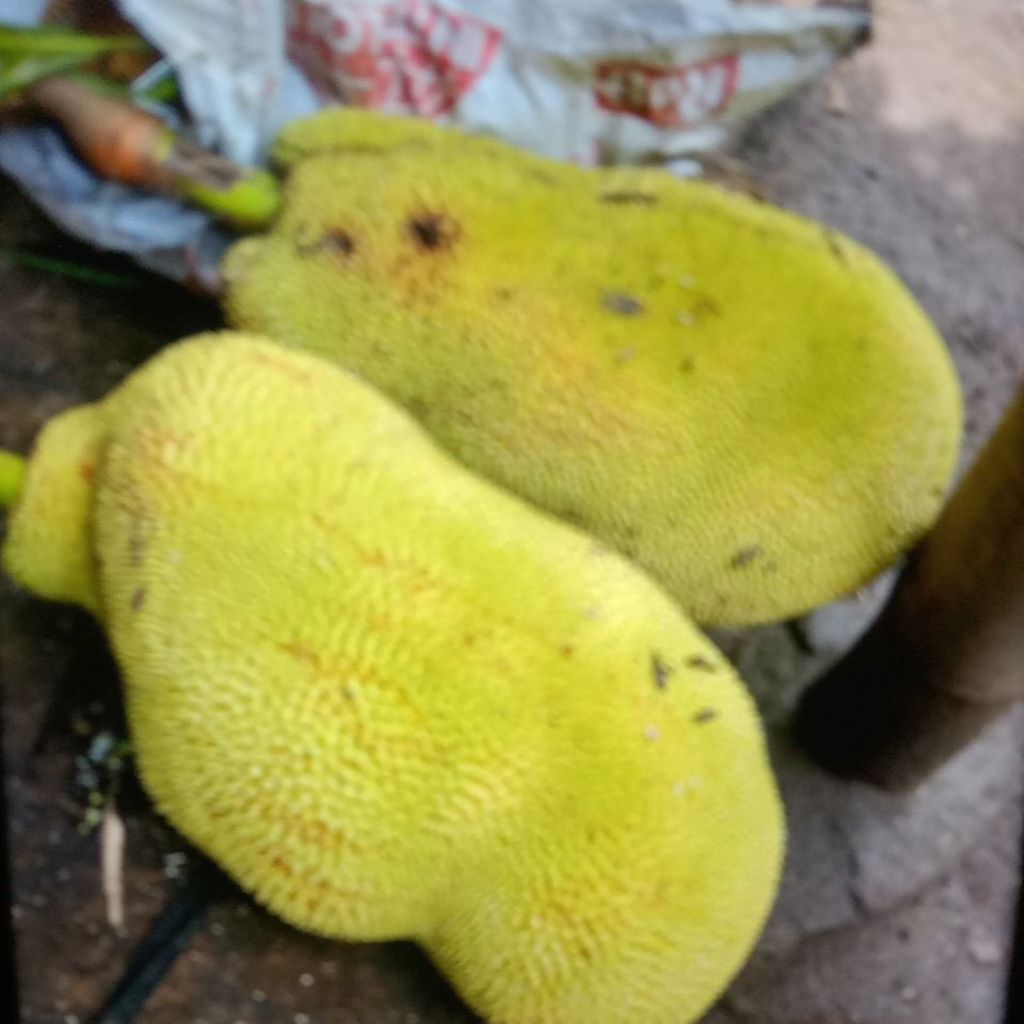 nangka matang utuh