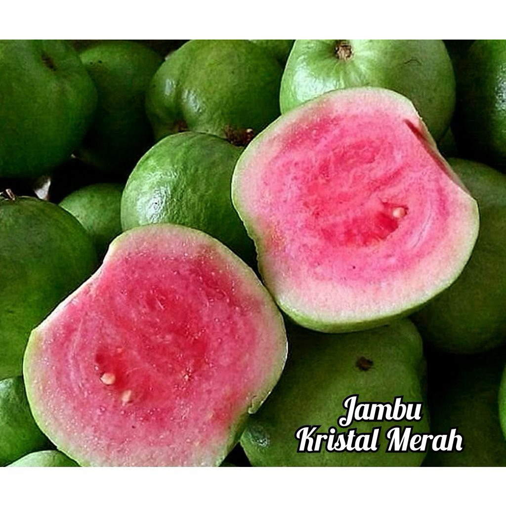 jambu kristal &Jambu kristal  putih & merah kondisi sudah berbuah dan berbunga ,cristal merah putih 