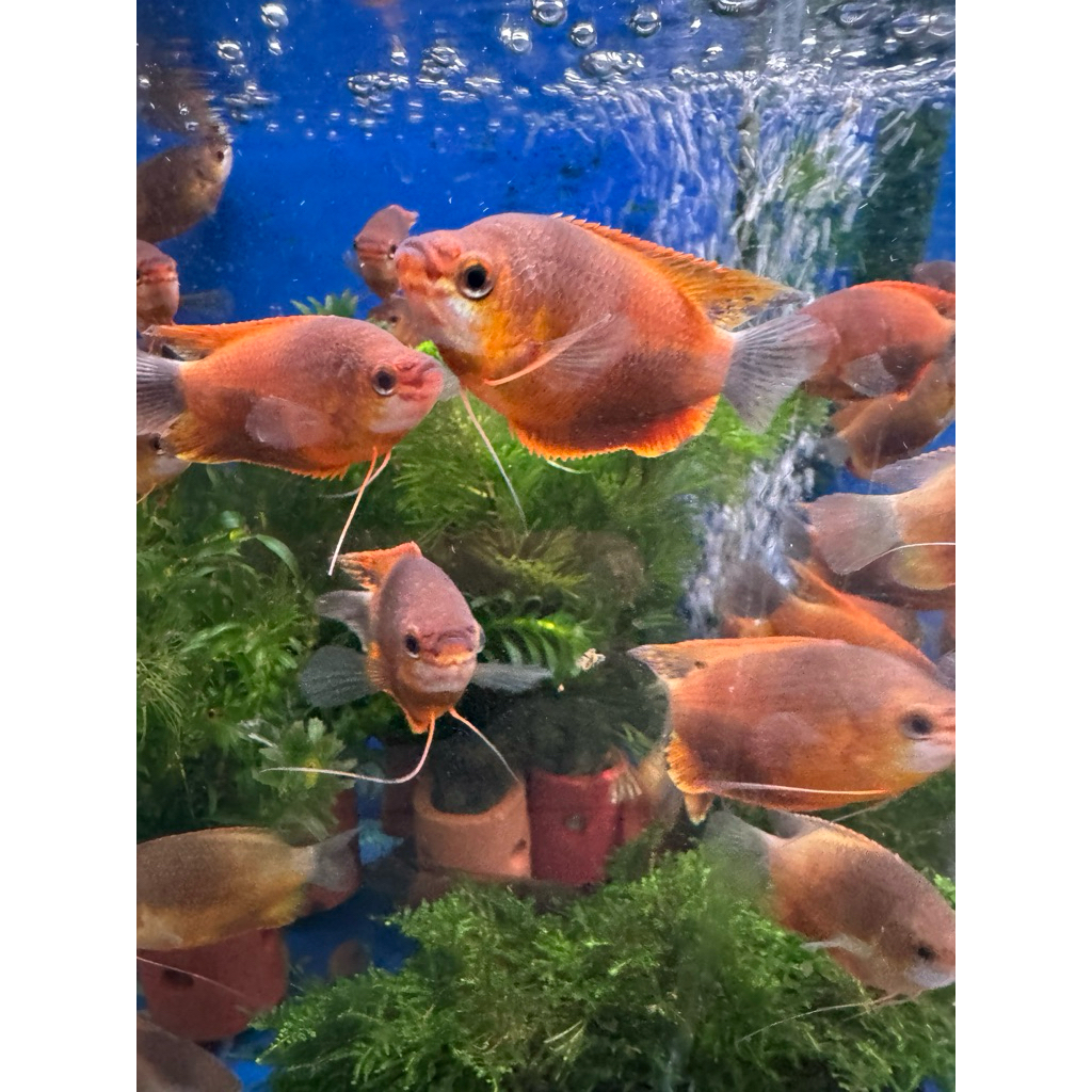 ikan hias sepat thailand