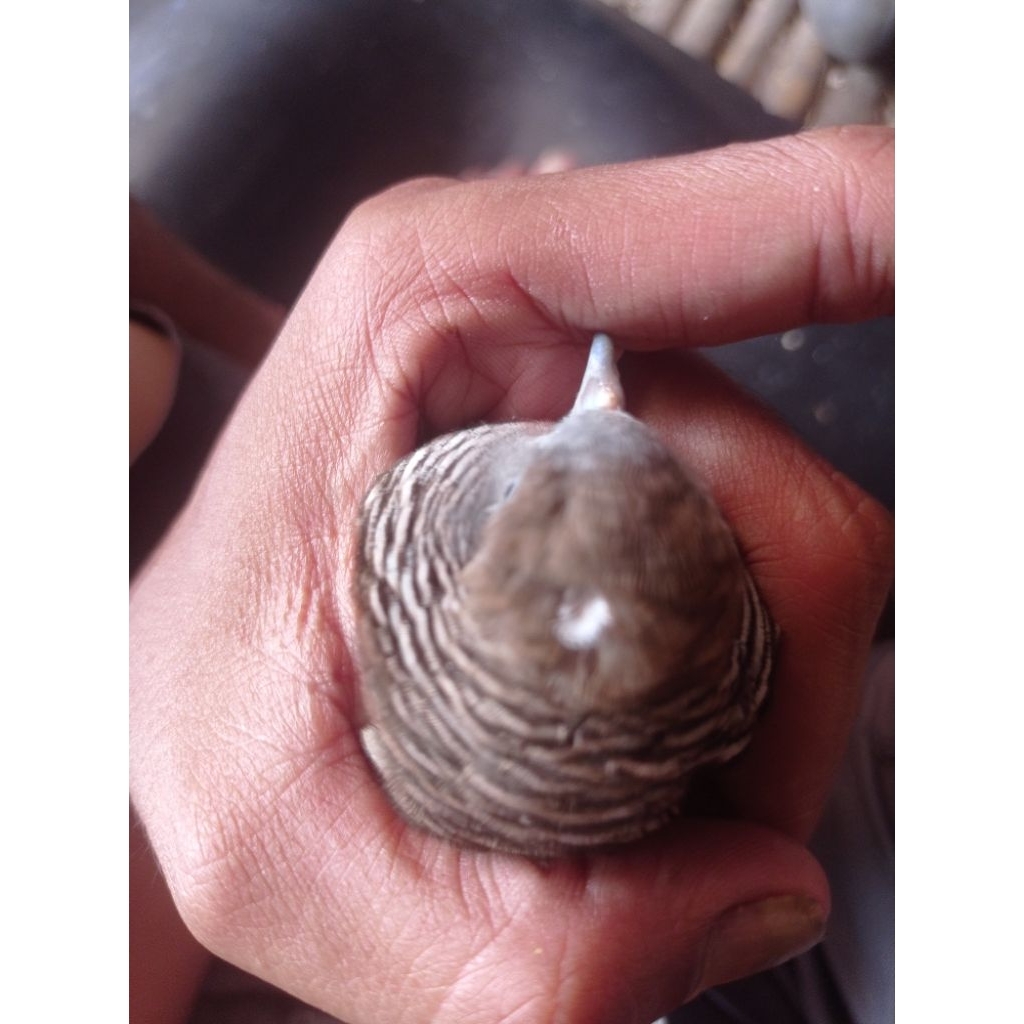 Burung perkutut lokal katuranggan Satrio Pinayungan suara Joss