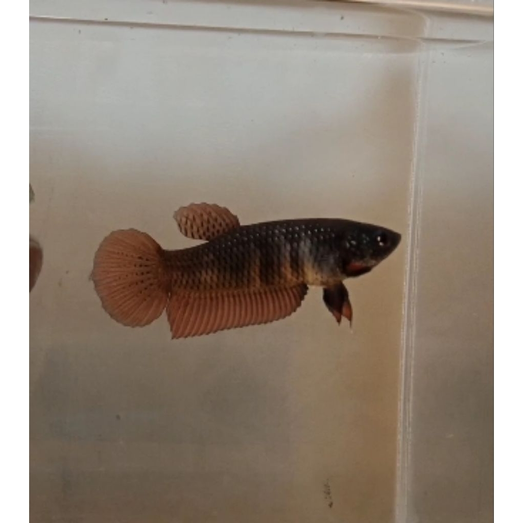 betina cupang alam wildbetta smaragdina copper