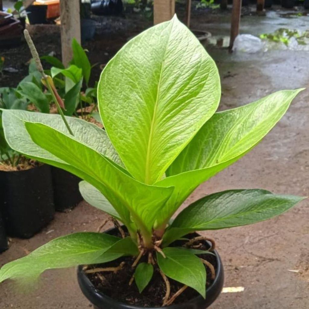 Tanaman hias anthurium jemani kobra — Anthurium jemani cobra — Tanaman anthurium