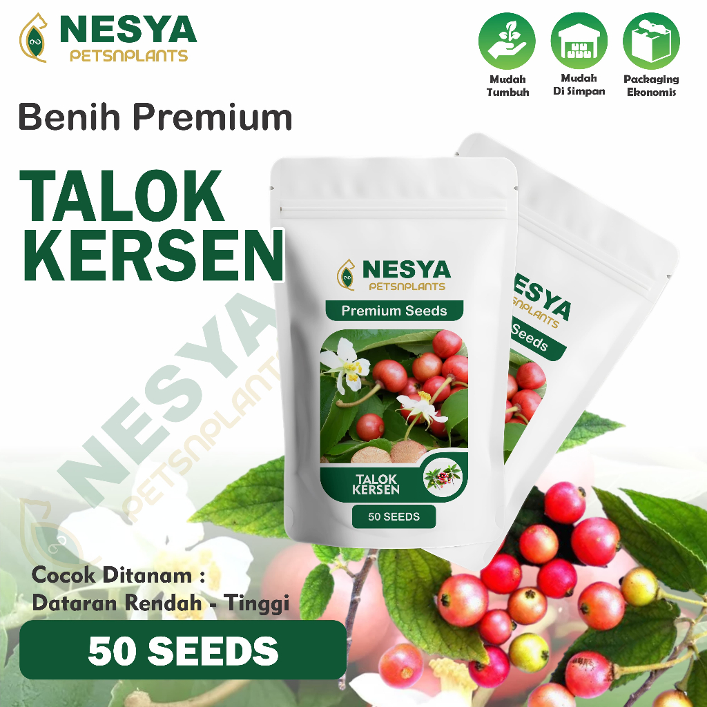 Benih Kersen Talok Benih Biji Buah Talok 50 Biji Unggul Berkualitas