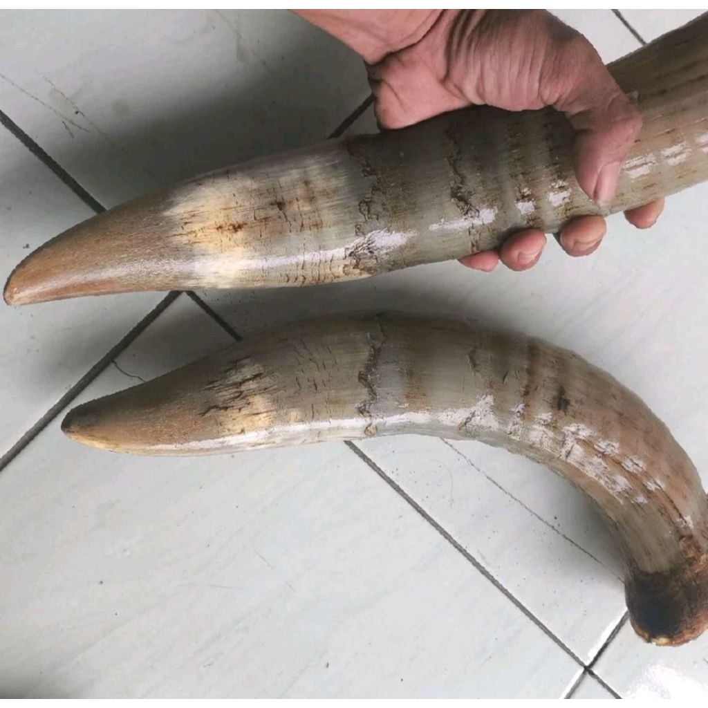 tanduk sapi bule padat ( 20,cm 23,cm ) 1 pcs gagang Golok