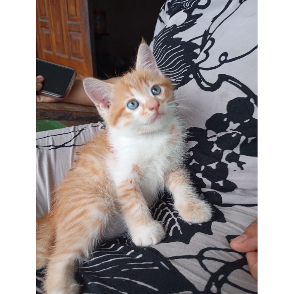 open adobsi kucing anggora mix