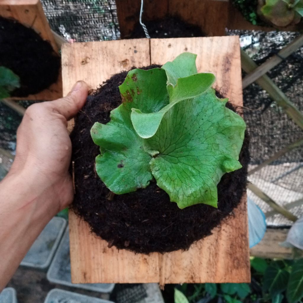 platycerium wandae sporeling tinggal pajang . tanduk rusa . simbar