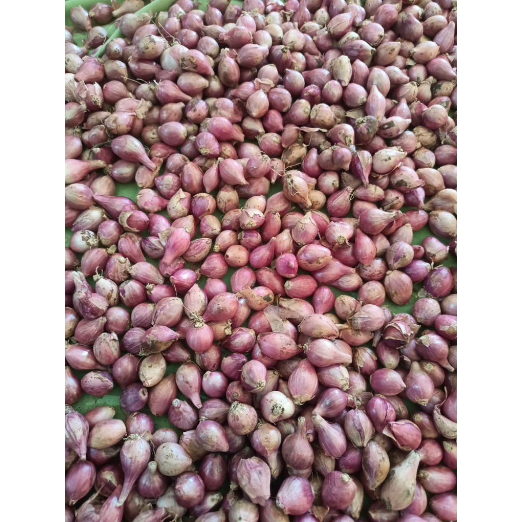 bawang merah ukuran kecil 1 kg