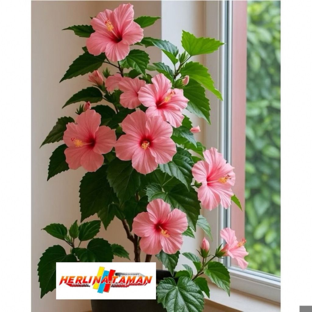 Pohon Kembang Sepatu pink / Tanaman Kembang Sepatu / Bunga Sepatu Hibiscus