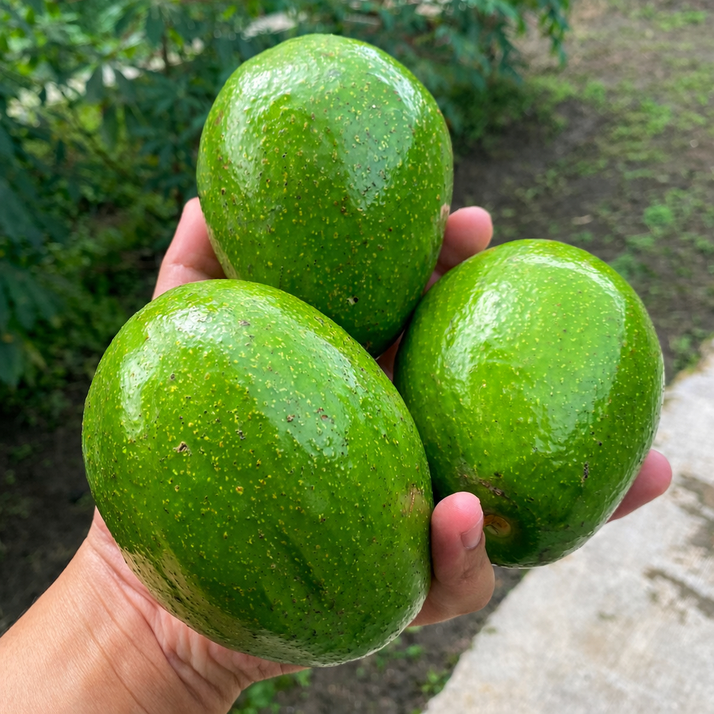 Alpukat Mentega Boyolali 1 Kg isi 2-7 Buah BERGARANSI 100% JAWA-BALI