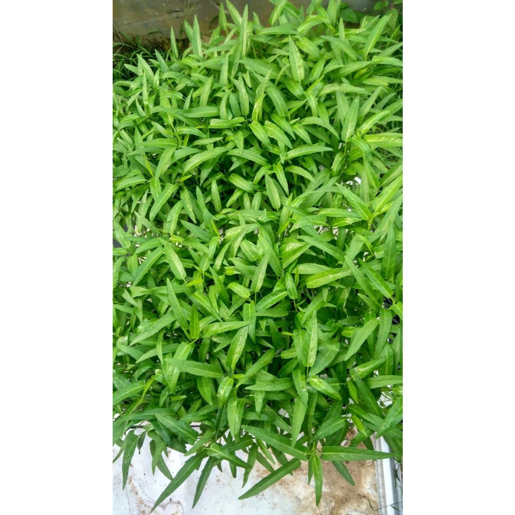 KANGKUNG - 50 pcs biji / benih / bibit TANAMAN KANGKUNG / KANGKUNG CABUT - ( BIBIT UNGGUL ) bibit sa