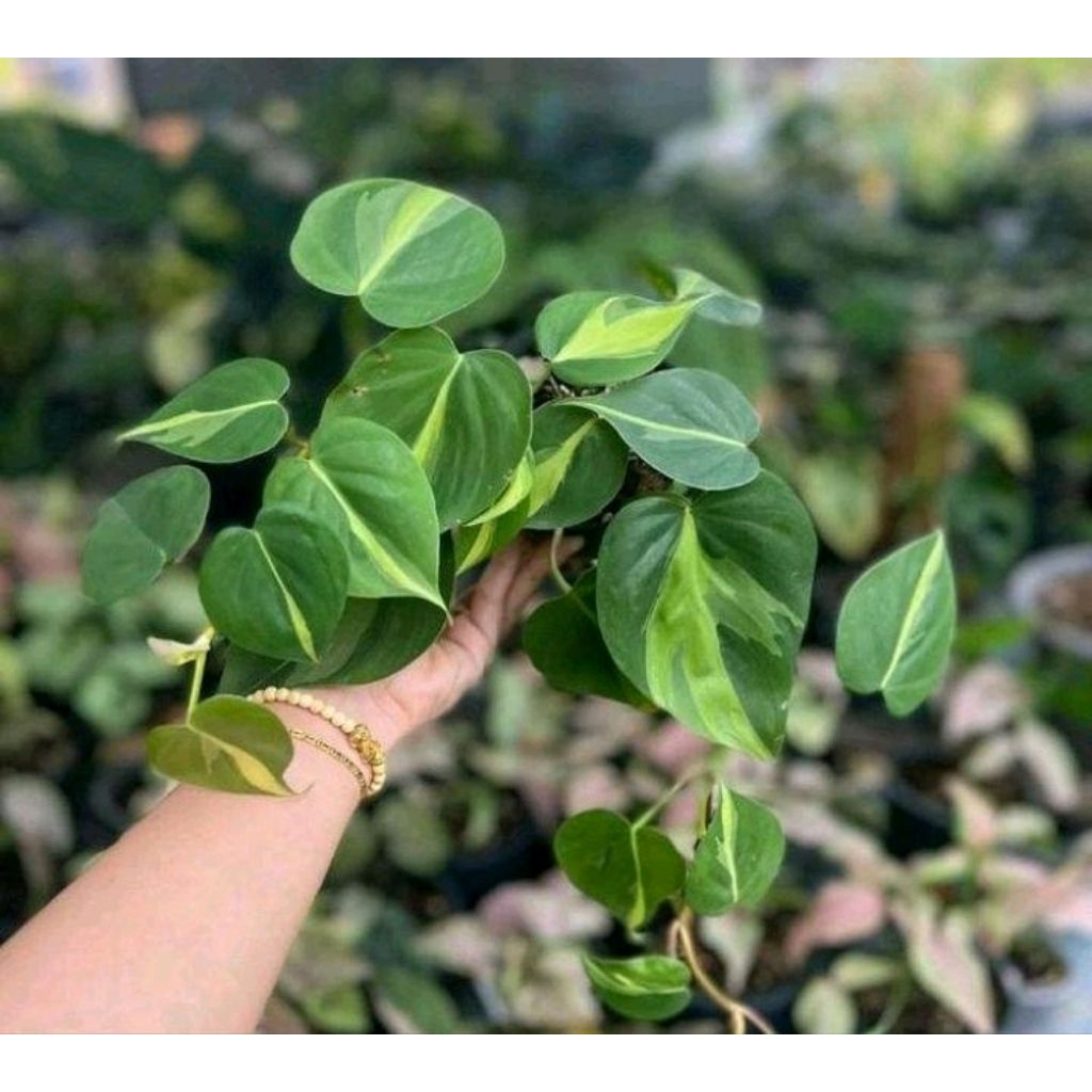 3 paket tanaman hias Srigading - Srigading Brazil - Srigading varigata - Srigading koin