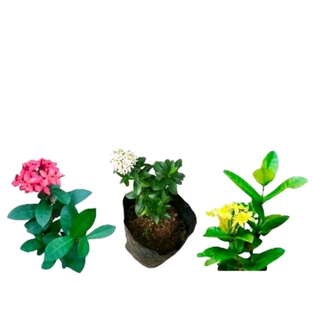 Paket 3 tanaman bunga soka - Tanaman hias bunga soka - Soka bunga kuning - Soka bunga putih Bibit bu