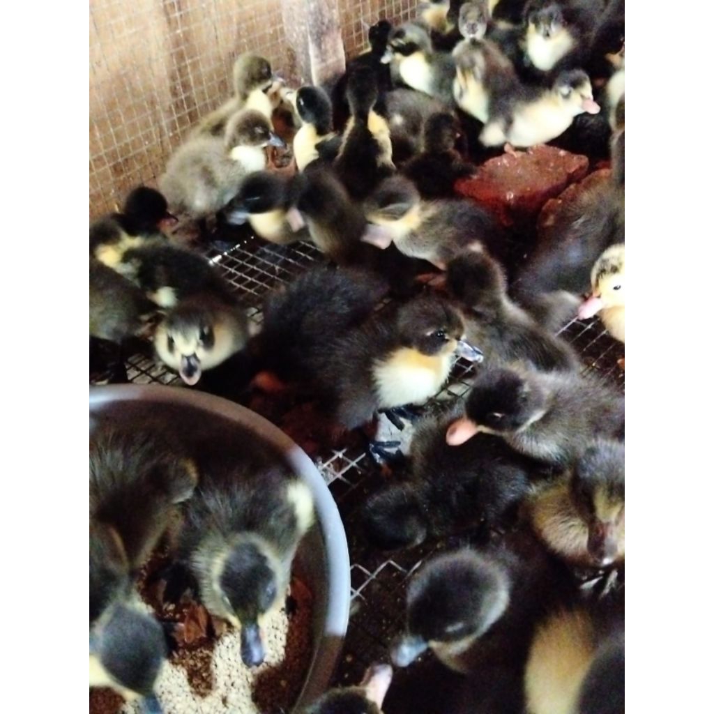 Bebek hibrida - DOD Hibrida - bebek Pedaging