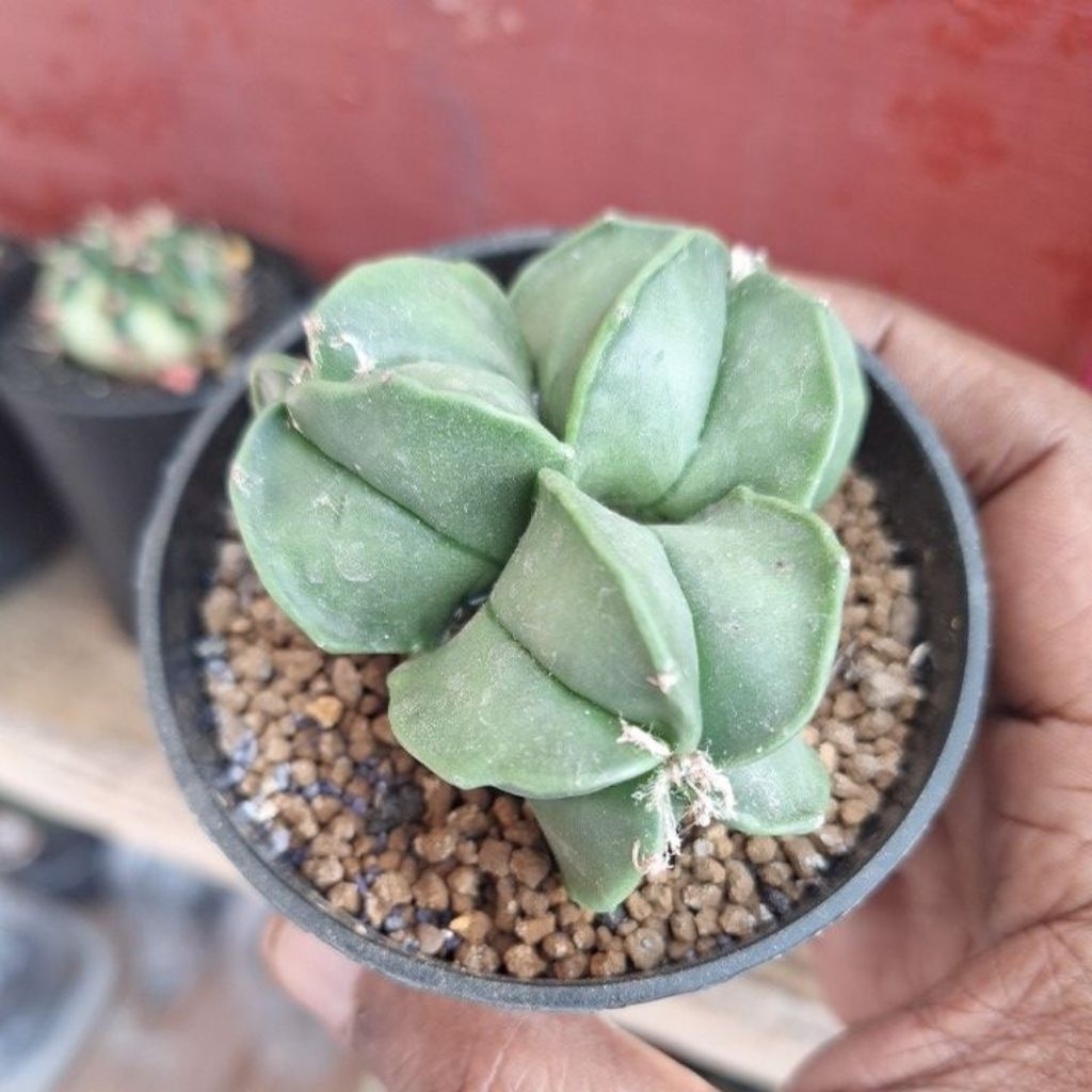 Astrophytum Myriostigma