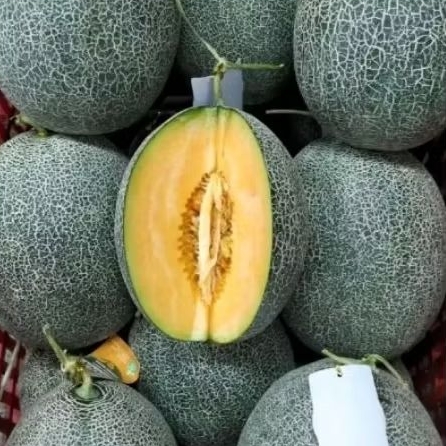 buah melon golden aroma manis melon lokal super sweer 1 pcs -+ 1,8 kg