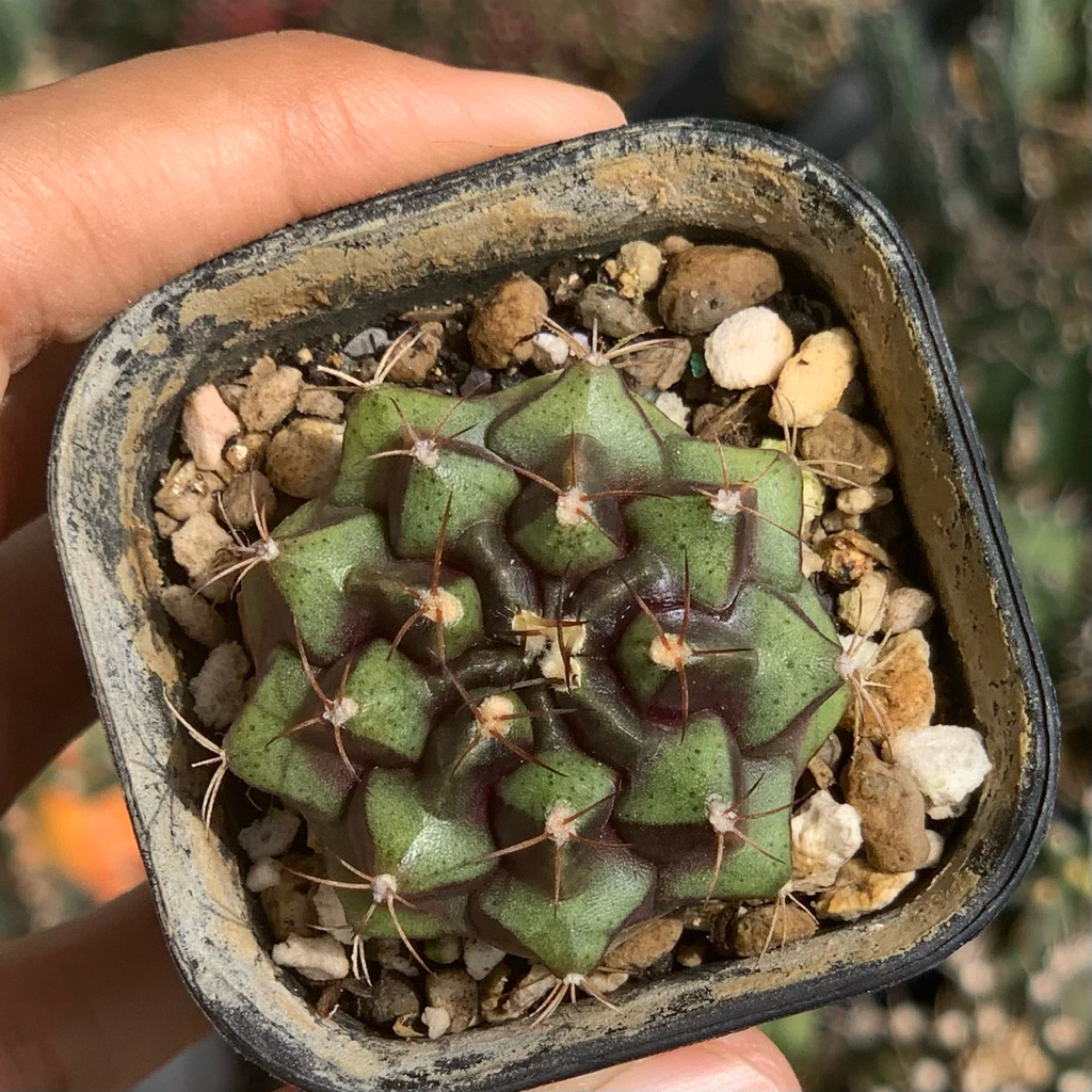 gymnocalycium purplenebula ungu purple mihanovichii hybrid heads head selected form  kaktus gymno mi