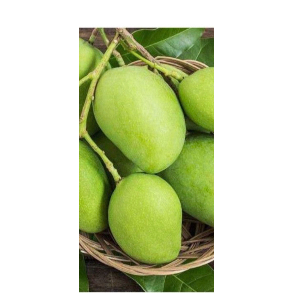 MANGGA MUDA / Mangga Jamson / Mangga belah biji / mangga rujak / mangga mengkal / mangga asam / mang