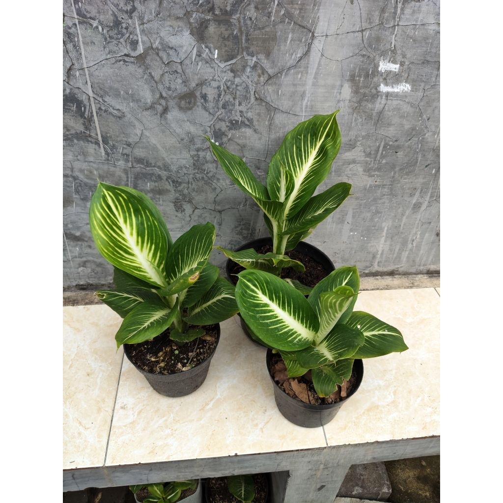 Diffenbachia octopus Asli, difen gurita ori, given gurita, difen gurita, indor plants, outdor plants