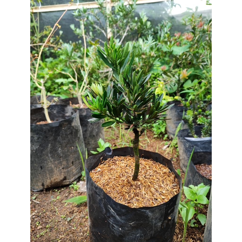 Bahan Bonsai Lohansung Blue Cincuan Compacta/ Lohansung Blue Cuan