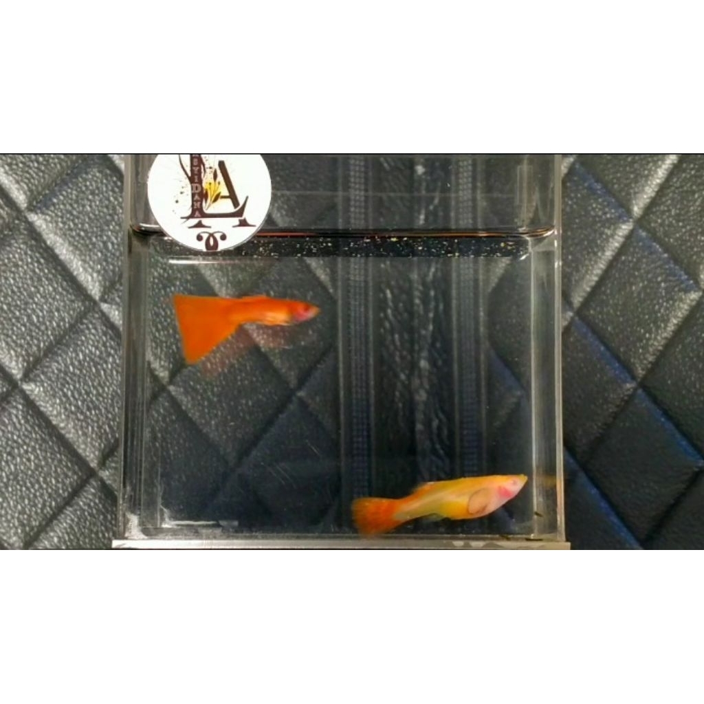 Ikan Guppy Albino Full Red Glass Belly