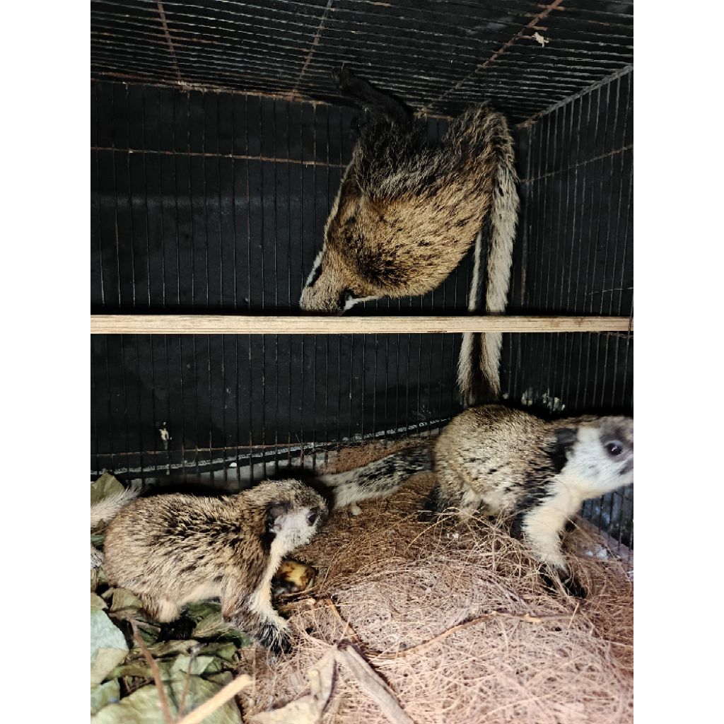 TUPAY/SQUIREL BEBYJELARANG RARE JAWATIMUR SUPERAN JOSSS