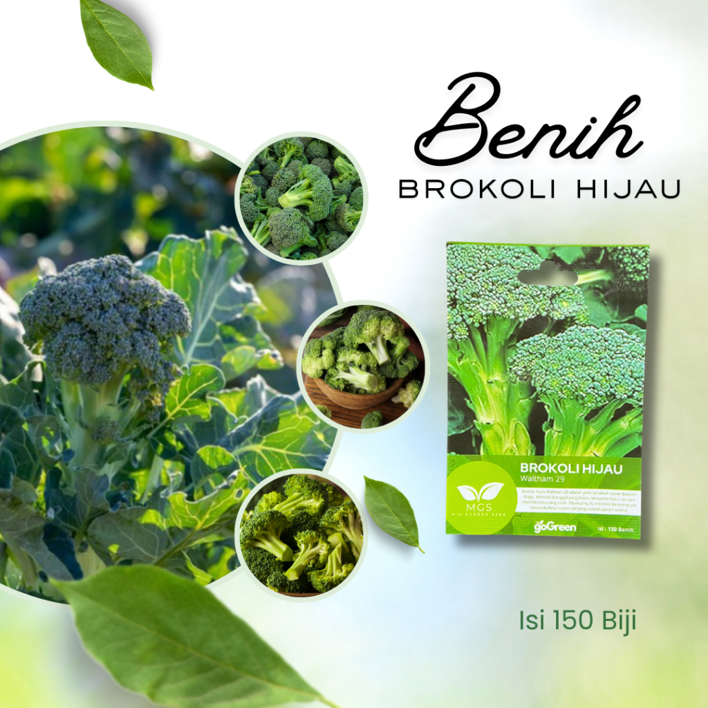 Benih Brokoli Hijau Waltham 29-Benih Brokoli isi 150 Biji-Benih Sayur Brokoli Isi 150 Biji
